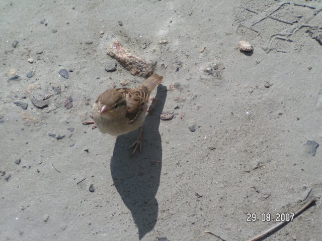 pict2870.jpg