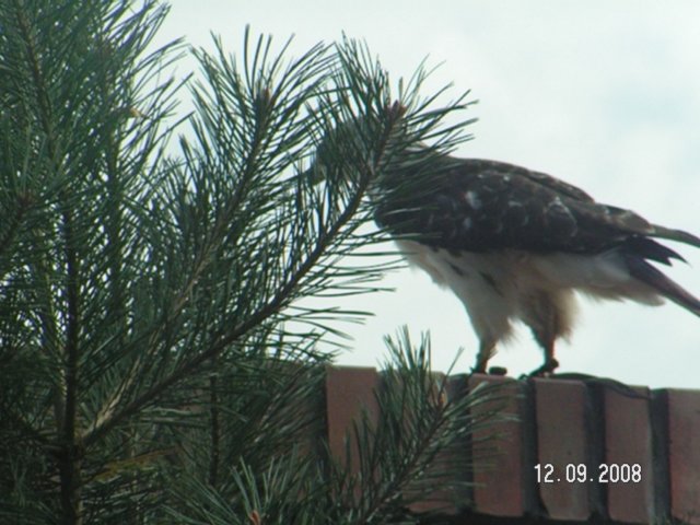 pict4549.jpg